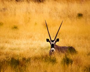 Preview wallpaper savanna, antelope, horns