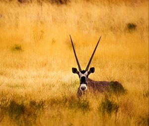 Preview wallpaper savanna, antelope, horns