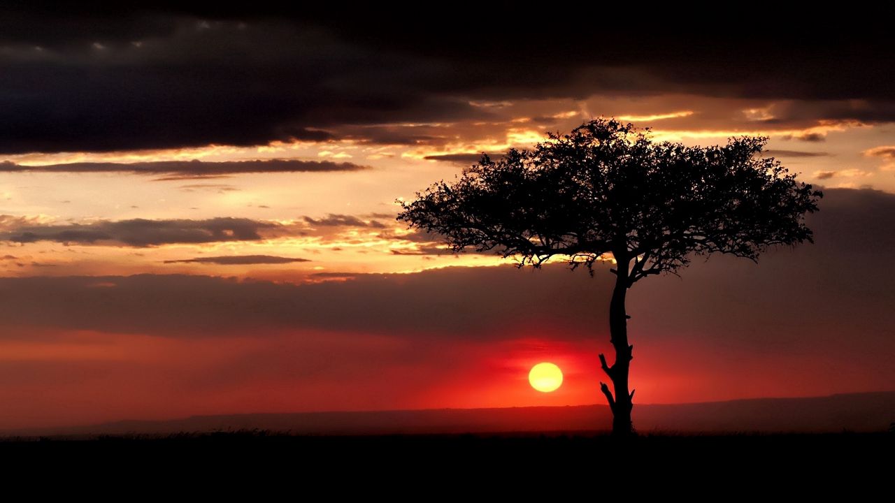 Wallpaper savanna, tree, lonely, sun, decline, evening