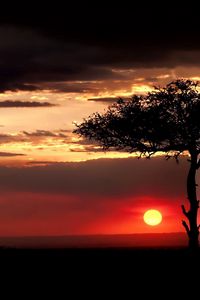 Preview wallpaper savanna, tree, lonely, sun, decline, evening