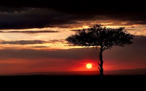 Preview wallpaper savanna, tree, lonely, sun, decline, evening