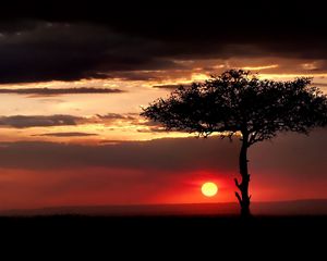 Preview wallpaper savanna, tree, lonely, sun, decline, evening