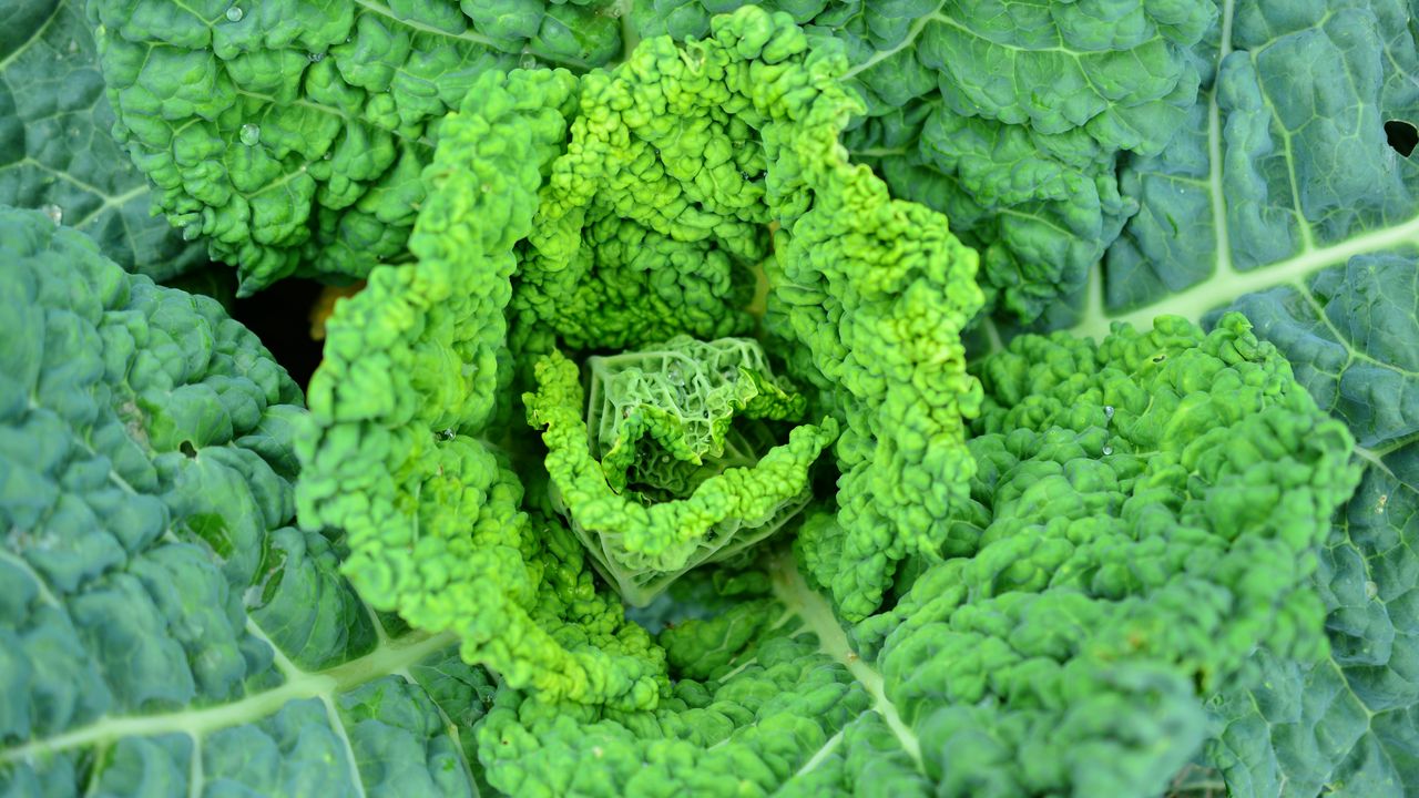 Wallpaper savoy cabbage, vegetable, leaves