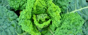 Preview wallpaper savoy cabbage, vegetable, leaves