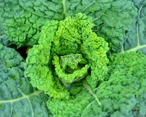 Preview wallpaper savoy cabbage, vegetable, leaves