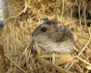 Preview wallpaper sawdust, grass, hamsters, baby