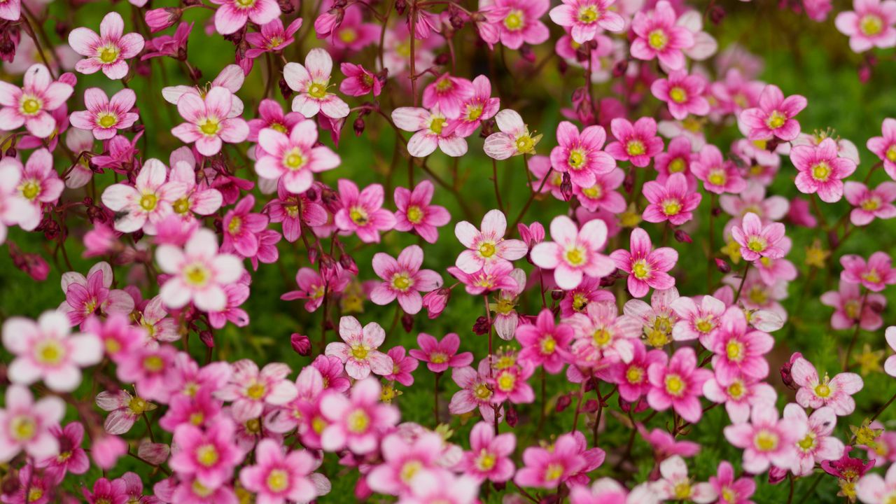 Wallpaper saxifraga, flower, petals, pink