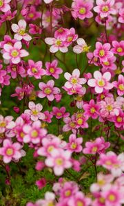 Preview wallpaper saxifraga, flower, petals, pink