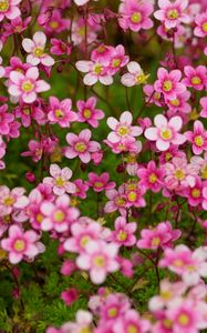 Preview wallpaper saxifraga, flower, petals, pink