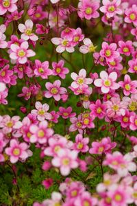 Preview wallpaper saxifraga, flower, petals, pink