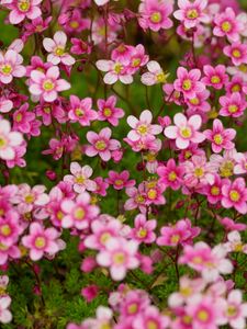 Preview wallpaper saxifraga, flower, petals, pink