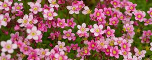 Preview wallpaper saxifraga, flower, petals, pink