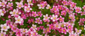 Preview wallpaper saxifraga, flower, petals, pink