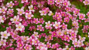 Preview wallpaper saxifraga, flower, petals, pink