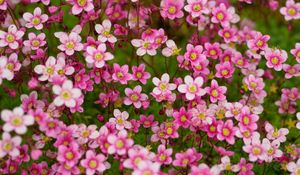 Preview wallpaper saxifraga, flower, petals, pink