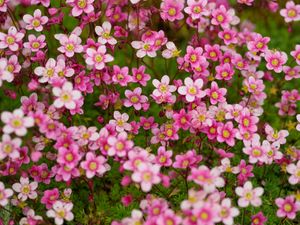 Preview wallpaper saxifraga, flower, petals, pink