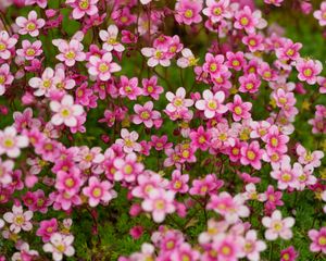 Preview wallpaper saxifraga, flower, petals, pink