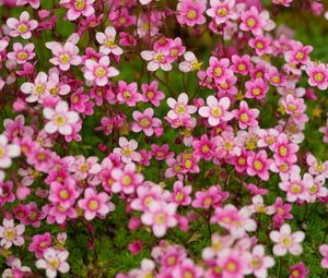 Preview wallpaper saxifraga, flower, petals, pink