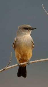 Preview wallpaper says phoebe, bird, branch, wildlife