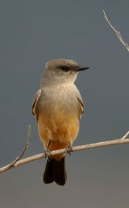 Preview wallpaper says phoebe, bird, branch, wildlife