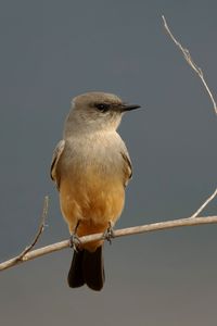 Preview wallpaper says phoebe, bird, branch, wildlife