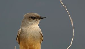 Preview wallpaper says phoebe, bird, branch, wildlife