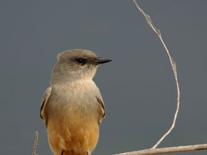 Preview wallpaper says phoebe, bird, branch, wildlife