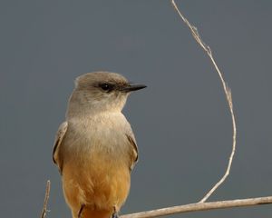 Preview wallpaper says phoebe, bird, branch, wildlife