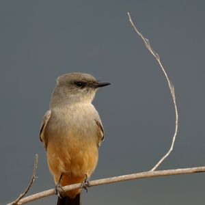 Preview wallpaper says phoebe, bird, branch, wildlife