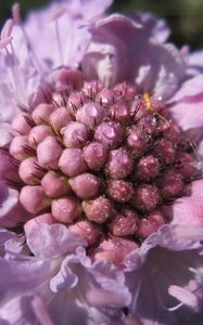 Preview wallpaper scabiosa, flower, close-up