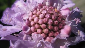 Preview wallpaper scabiosa, flower, close-up