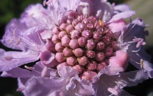 Preview wallpaper scabiosa, flower, close-up