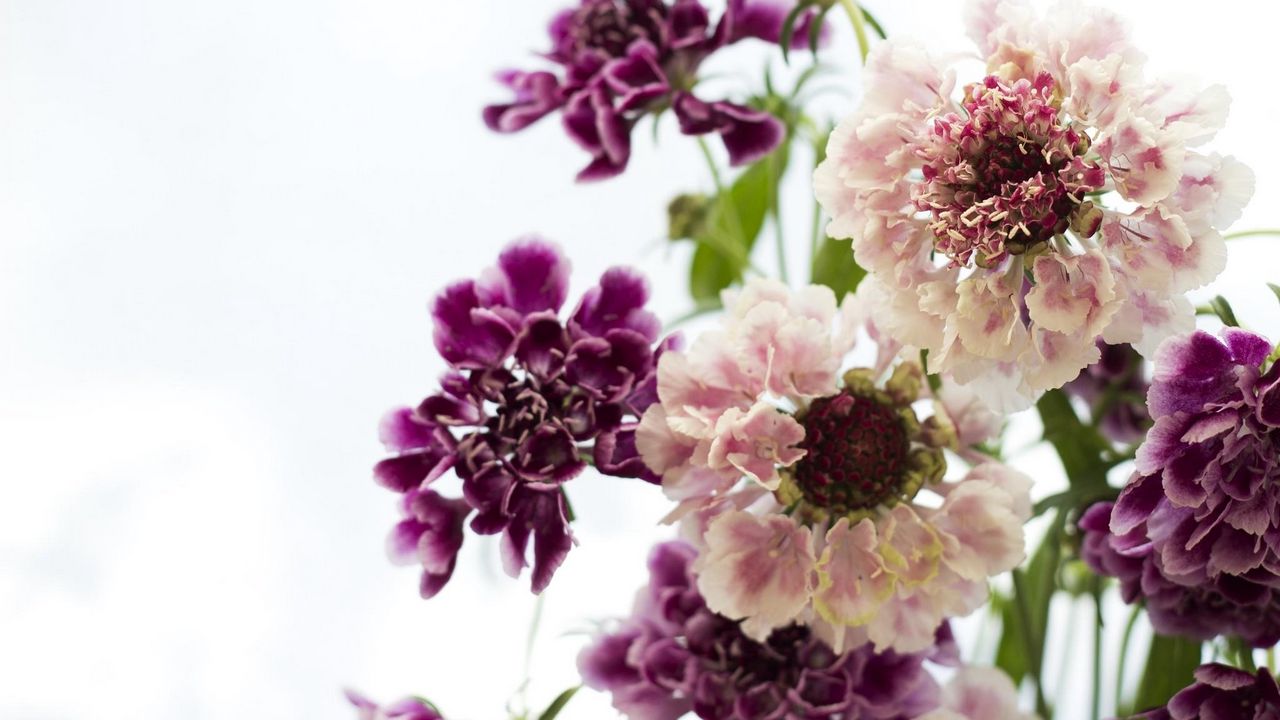 Wallpaper scabious, flowers, bouquet, close-up