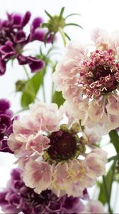 Preview wallpaper scabious, flowers, bouquet, close-up