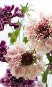 Preview wallpaper scabious, flowers, bouquet, close-up