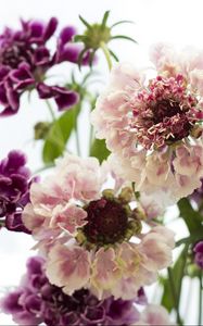 Preview wallpaper scabious, flowers, bouquet, close-up