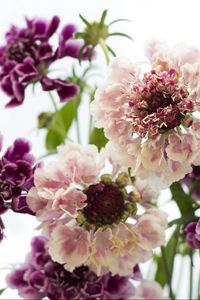 Preview wallpaper scabious, flowers, bouquet, close-up