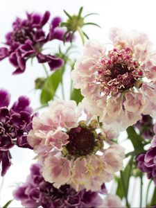 Preview wallpaper scabious, flowers, bouquet, close-up