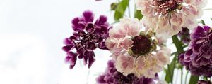 Preview wallpaper scabious, flowers, bouquet, close-up