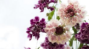 Preview wallpaper scabious, flowers, bouquet, close-up