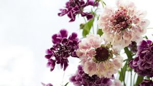 Preview wallpaper scabious, flowers, bouquet, close-up