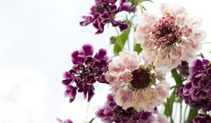 Preview wallpaper scabious, flowers, bouquet, close-up