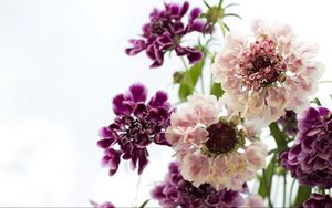 Preview wallpaper scabious, flowers, bouquet, close-up