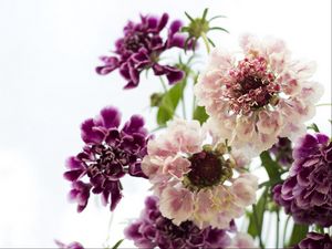 Preview wallpaper scabious, flowers, bouquet, close-up