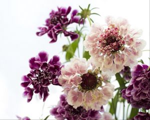 Preview wallpaper scabious, flowers, bouquet, close-up