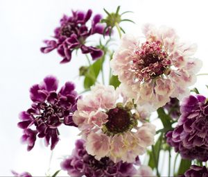 Preview wallpaper scabious, flowers, bouquet, close-up