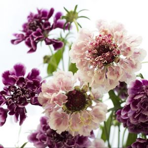 Preview wallpaper scabious, flowers, bouquet, close-up