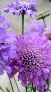 Preview wallpaper scabious, flowers, garden, close-up, flowerbed