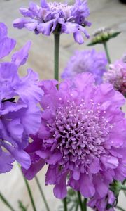 Preview wallpaper scabious, flowers, garden, close-up, flowerbed