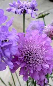 Preview wallpaper scabious, flowers, garden, close-up, flowerbed